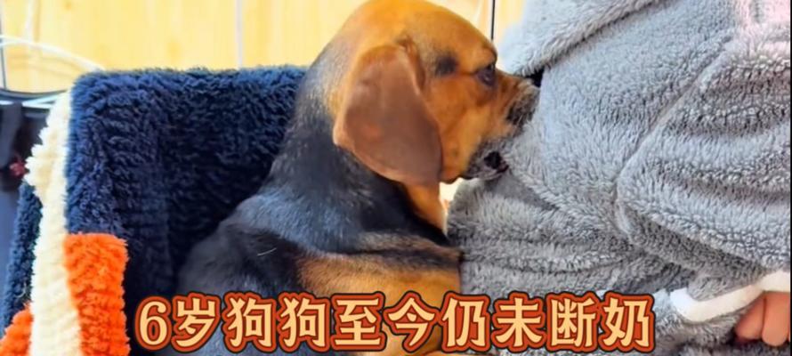 狗狗断奶后多久挤不出奶？（断奶后乳房产奶停止的时间和相关原因）