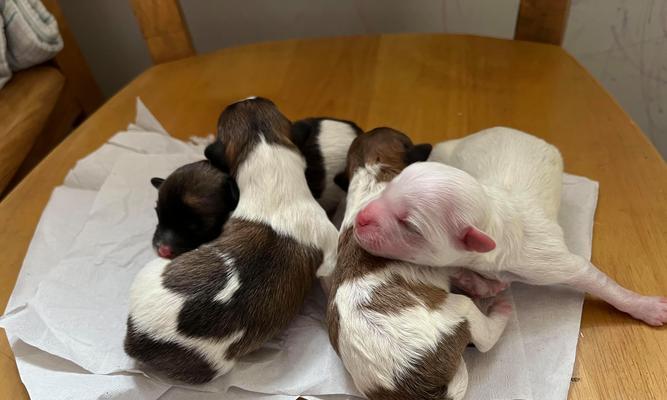 狗狗断奶后多久挤不出奶？（断奶后乳房产奶停止的时间和相关原因）