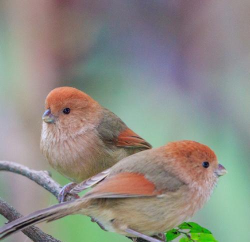 鸟类之美——探索多样化的鸟儿名称与特征（从“鸟儿”到“百灵鸟”）