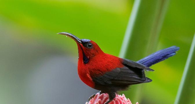 鸟类之美——探索多样化的鸟儿名称与特征（从“鸟儿”到“百灵鸟”）