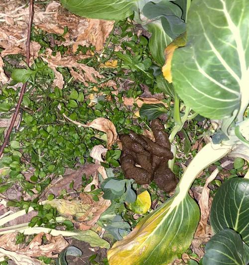 萨摩耶拉稀的处理方式及原因解析（了解萨摩耶拉稀的症状和处理方法，让您的宠物健康幸福）