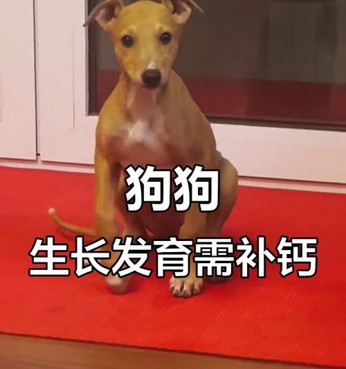 哪些狗狗需要补钙？（狗狗补钙的关键时期和方法）