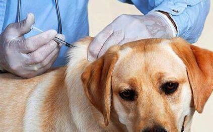 狗瘟潜伏期（探究狗瘟病毒在犬体内的潜伏时间及其相关因素）