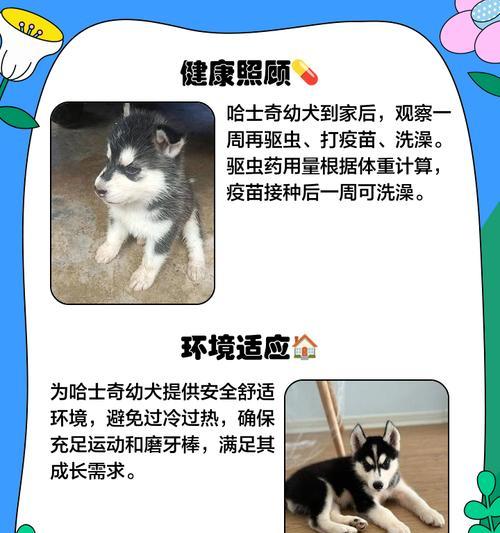 哈士奇夏季脱毛时间及原因解析全攻略