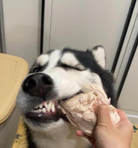 哈士奇夏季脱毛时间及原因解析（探秘哈士奇为何在夏季频繁脱毛）