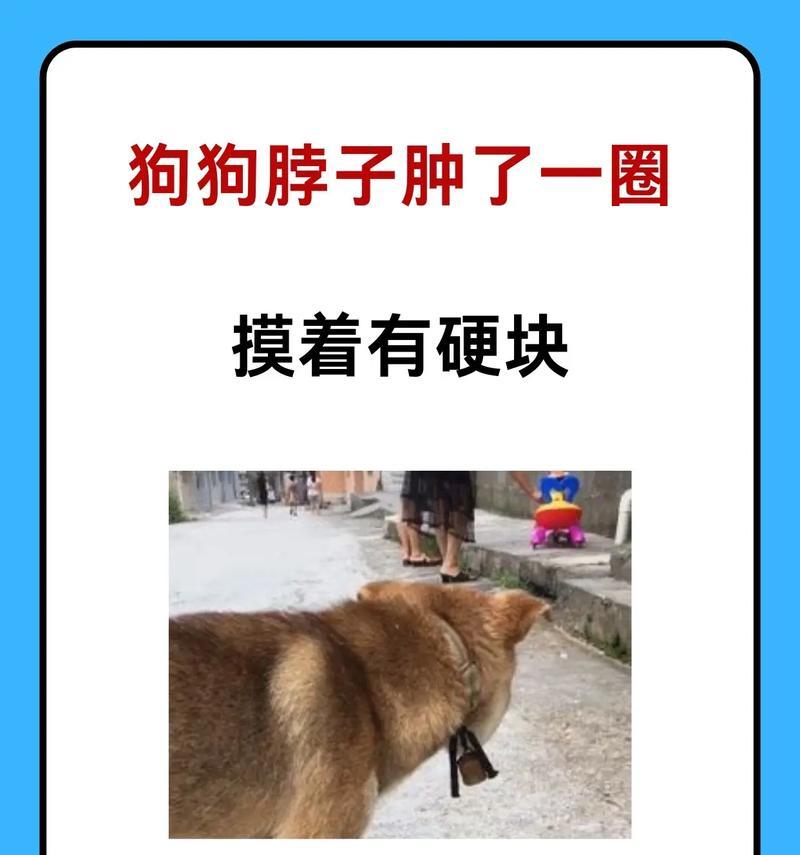 狗狗中期症状及其常见表现（了解狗狗中期症状，为宠物健康护航）