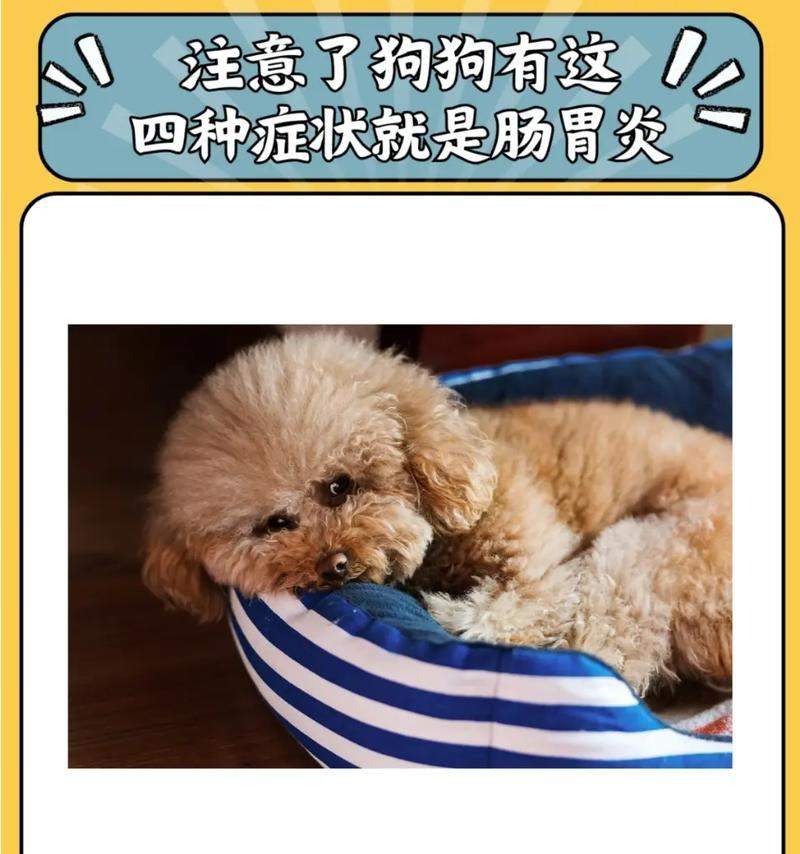狗狗中期症状全攻略