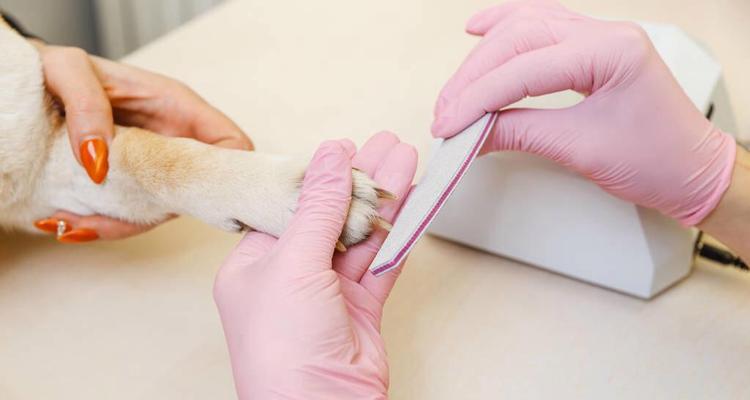 断血线后多久能够痊愈？（探讨人体断血线的恢复时间和关键因素）