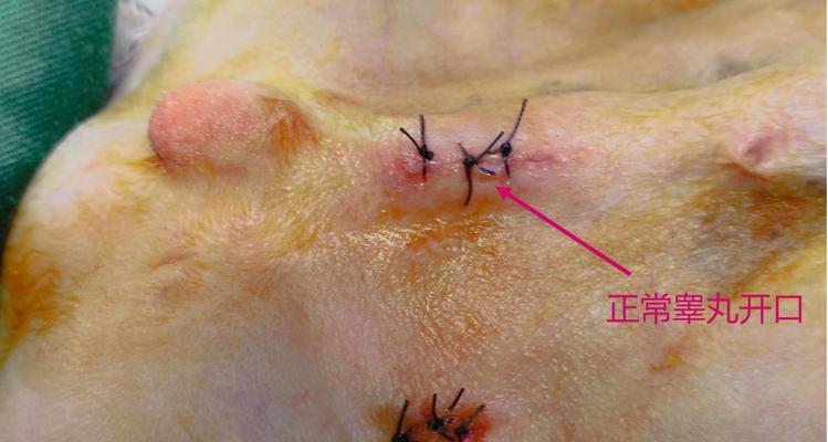 狗狗腿部手术的时间和护理方法（了解手术时间的重要性，掌握正确的护理方法）