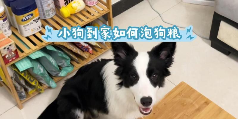 幼犬饲养指南（养宠小白必读，幼犬的饮食需求从“泡”开始！）