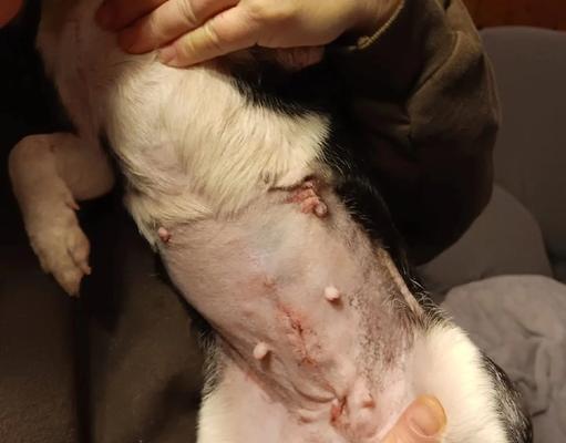 狗狗腿部手术时间和护理方法全攻略
