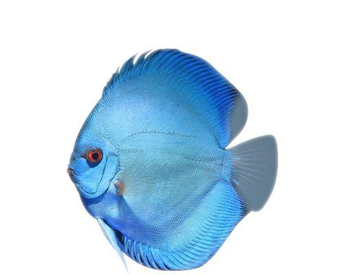 七彩幼鱼吃多了的症状及应对方法（如何判断七彩幼鱼吃多了？如何处理这种情况？）