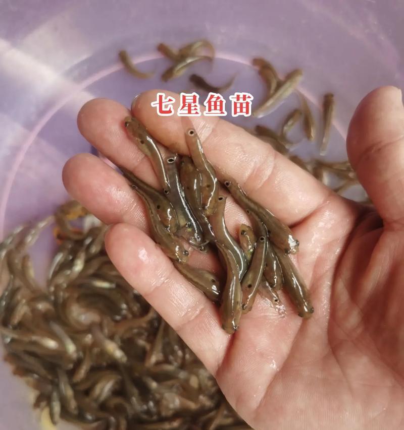 七彩幼鱼吃多了的症状及应对方法（如何判断七彩幼鱼吃多了？如何处理这种情况？）