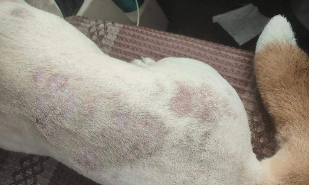 比熊狗的皮肤病（详解比熊狗皮肤病的类型、预防措施及护理要点）