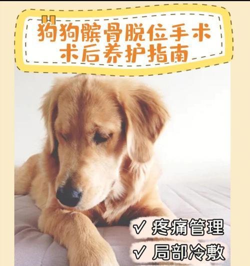 狗狗腿部手术的时间和护理方法（了解手术时间的重要性，掌握正确的护理方法）