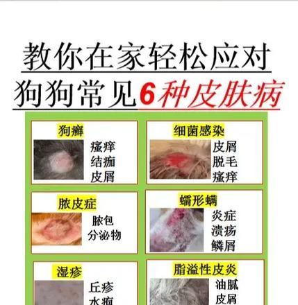 比熊狗的皮肤病（详解比熊狗皮肤病的类型、预防措施及护理要点）