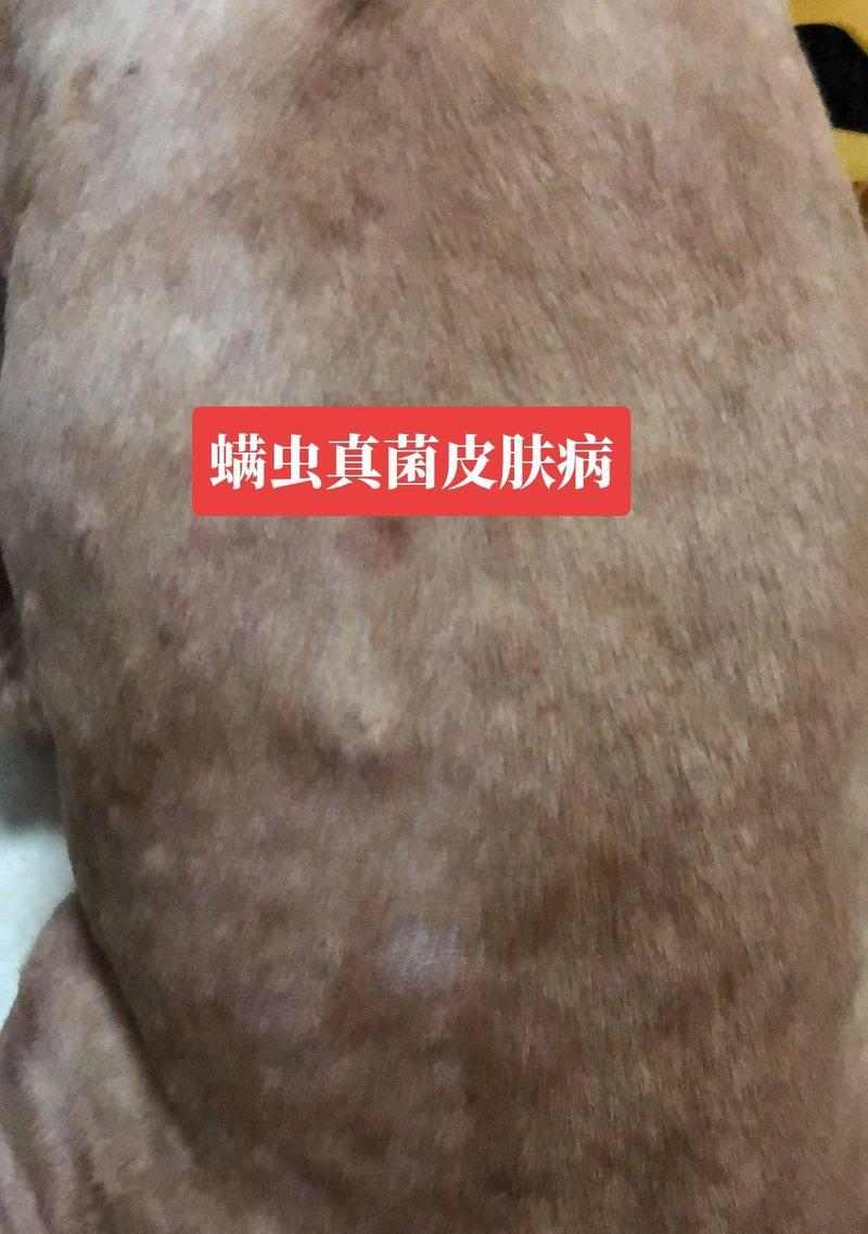 比熊狗皮肤病防治全攻略