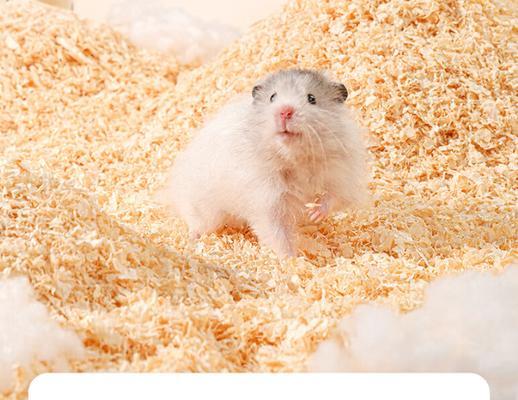 养仓鼠必备的物品及注意事项（打造舒适的鼠室，宠爱你的小宠物）