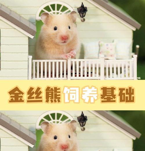 养仓鼠必备物品及注意事项｜打造舒适鼠室全攻略