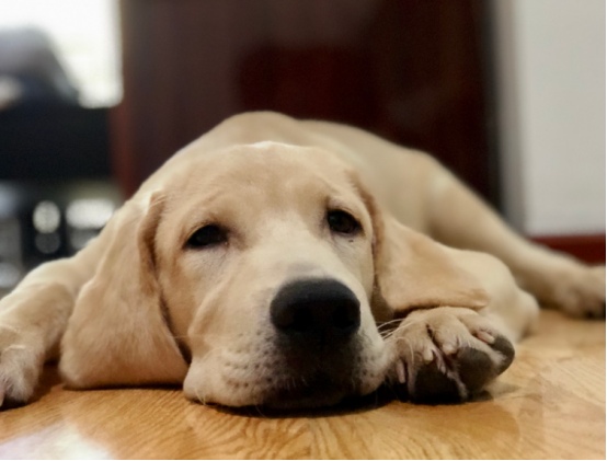 狗狗不拉不尿怎么办？