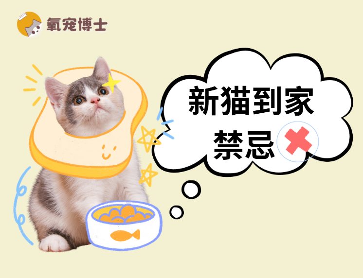 幼猫到家不能做什么