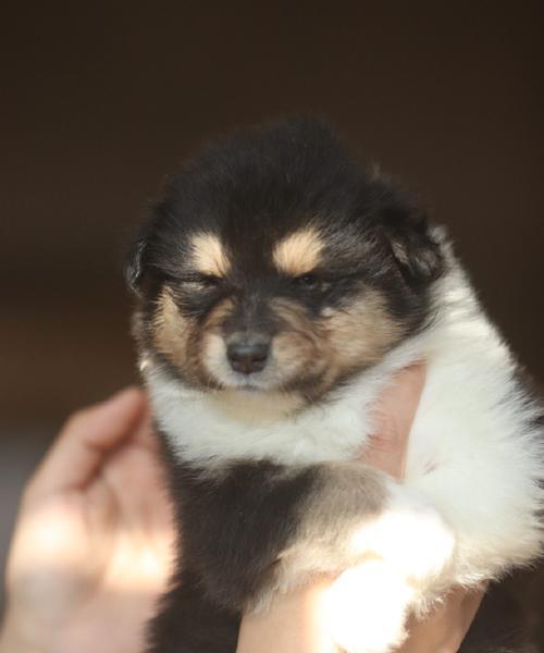 苏格兰牧羊犬（了解苏格兰牧羊犬的特点和养护要点）