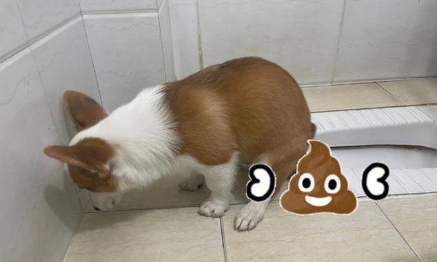 以都训练狗狗的必备项目（从基础指令到高级技能，打造乖巧听话的狗狗）