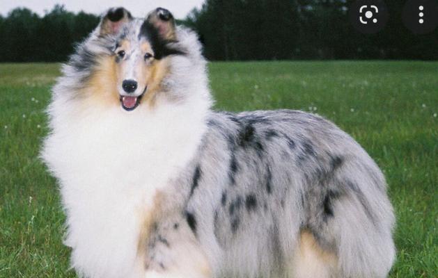苏格兰牧羊犬特点与养护全攻略