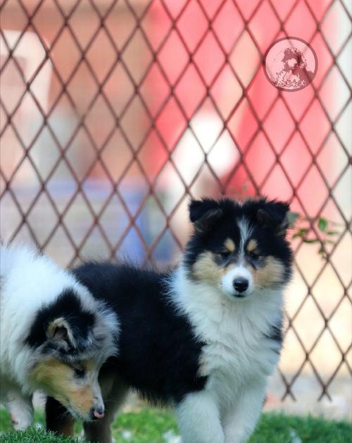 苏格兰牧羊犬（了解苏格兰牧羊犬的特点和养护要点）
