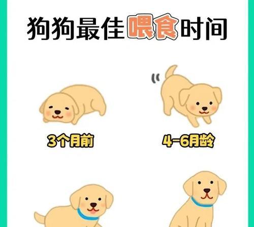宠物狗睡眠时长解析｜不同阶段的科学作息指南