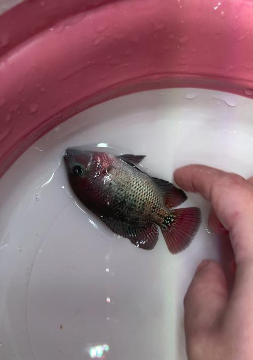 养鱼小百科（一起来了解罗汉鱼苗的最佳喂养时间吧！）