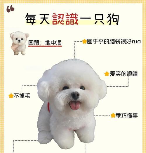 比熊四个月多久驱虫？（宠物狗常规驱虫时间及注意事项）