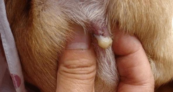 如何正确清洁狗狗屁股？（五步教你给宠物狗清洁屁股）