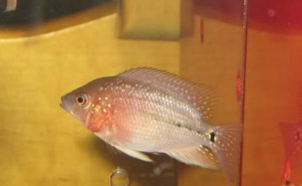 养鱼小百科（一起来了解罗汉鱼苗的最佳喂养时间吧！）