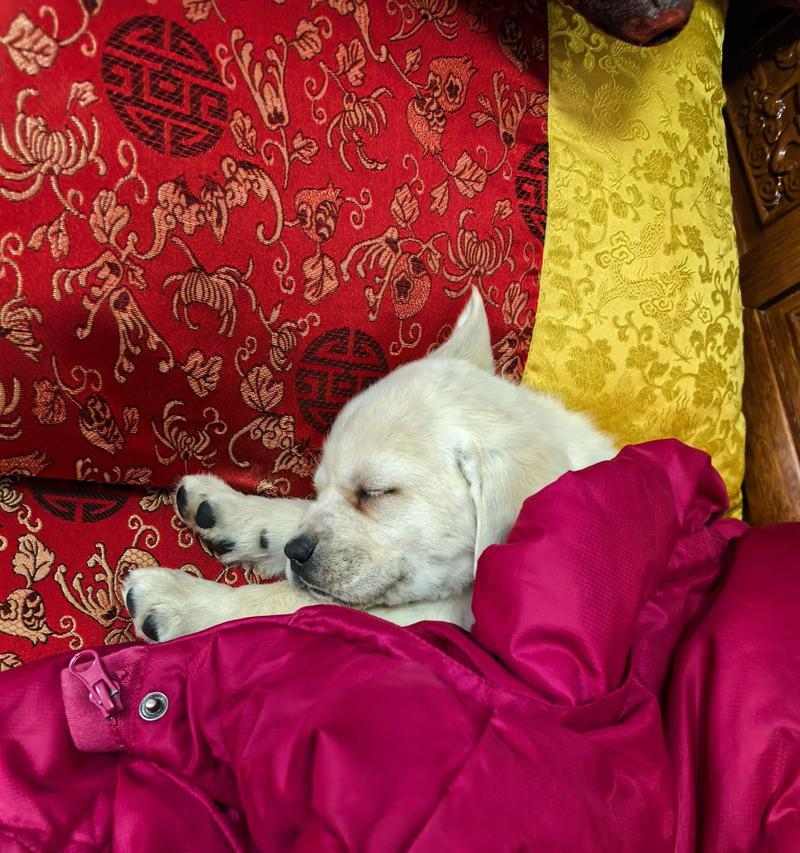 宠物狗一天应该睡多久？（狗狗的合适睡眠时长和重要性）