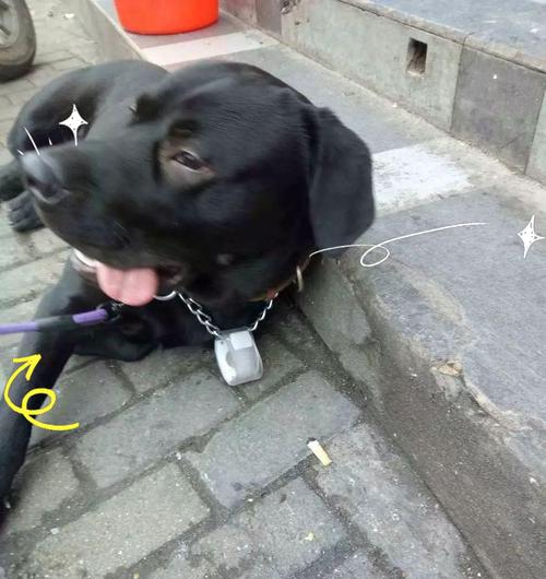 如何正确清洁狗狗屁股？（五步教你给宠物狗清洁屁股）