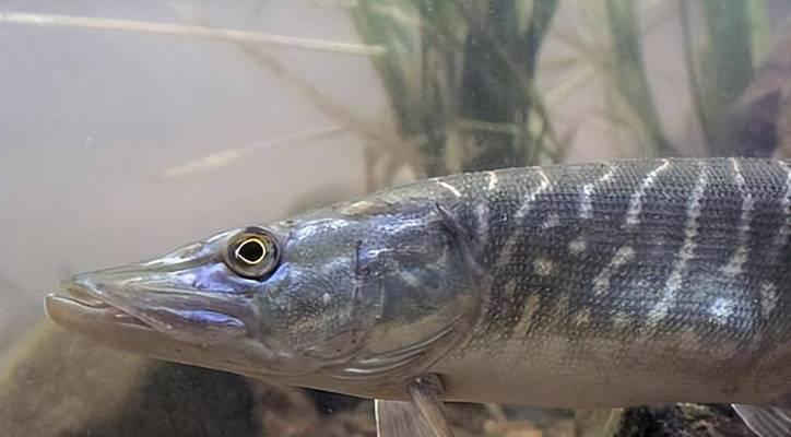 狗狗的健康饮食（挑选和喂养狗狗的鱼类食物的关键事项）