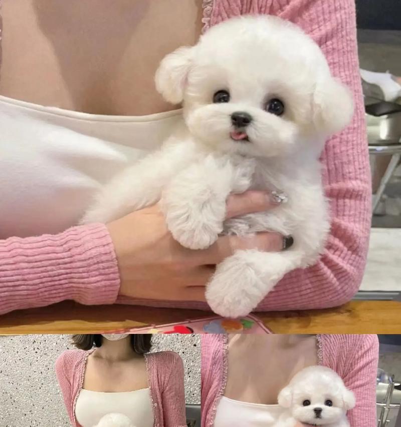 比熊四个月多久驱虫？（宠物狗常规驱虫时间及注意事项）