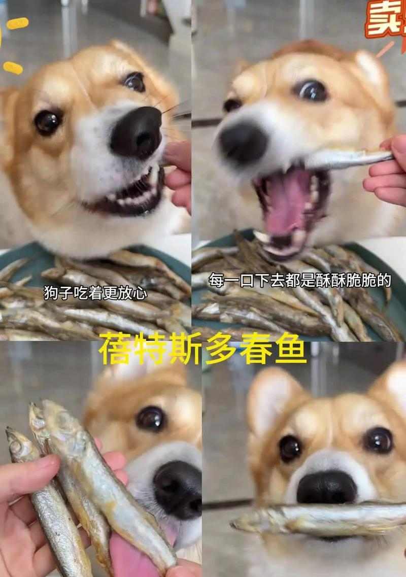 狗狗的健康饮食（挑选和喂养狗狗的鱼类食物的关键事项）