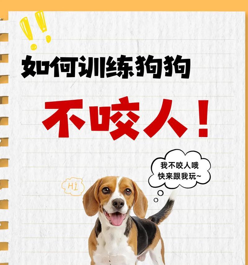 以都训练狗狗的必备项目（从基础指令到高级技能，打造乖巧听话的狗狗）