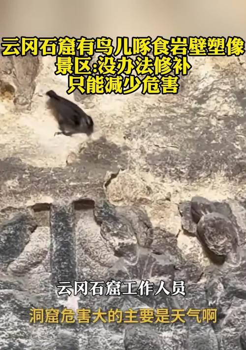 鸟儿带来的危害（候鸟迁徙现象及其对环境、农作物和人类健康的潜在影响）