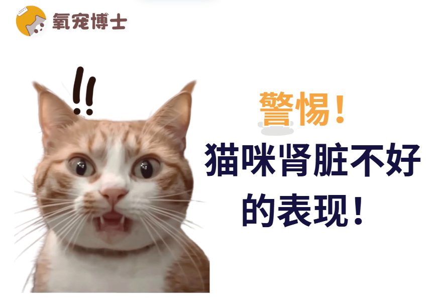 猫咪肾脏不好的表现