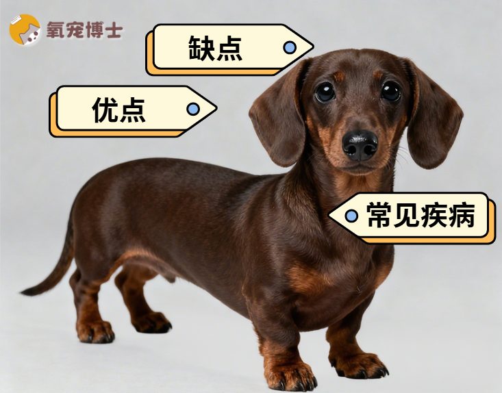 腊肠犬优缺点