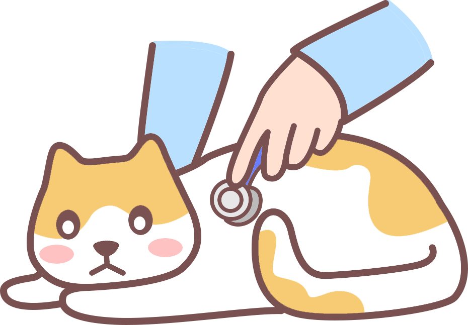 猫咪刚到家要注意什么？