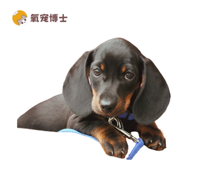 狗狗换新环境不拉不尿怎么办？