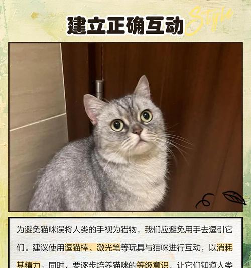 解决猫咪爱抓人咬人毛病的方法（如何避免和纠正猫咪攻击人的行为）