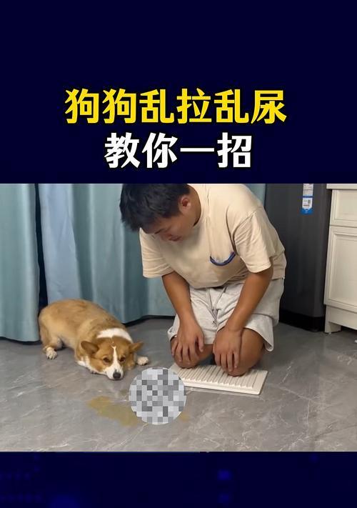狗狗乱尿的原因及解决方法（为什么狗狗会乱尿？如何纠正乱尿行为？）