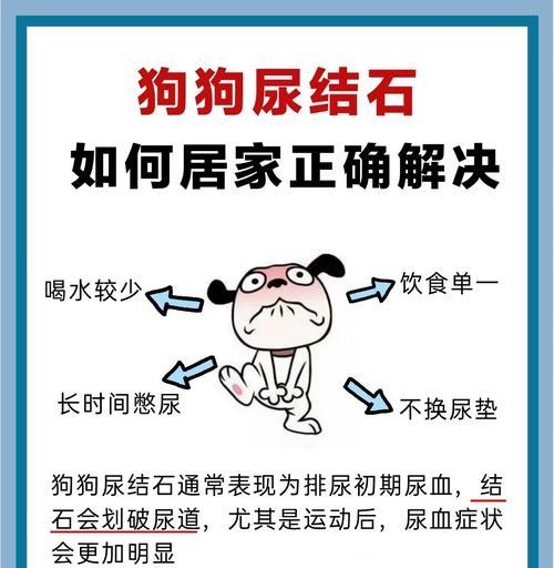 狗狗乱尿原因解决方法全攻略