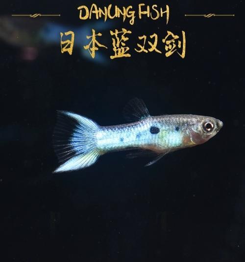 黑色观赏鱼的多样品种（探索黑色美丽，彰显独特魅力）