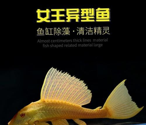 黑色观赏鱼品种全攻略